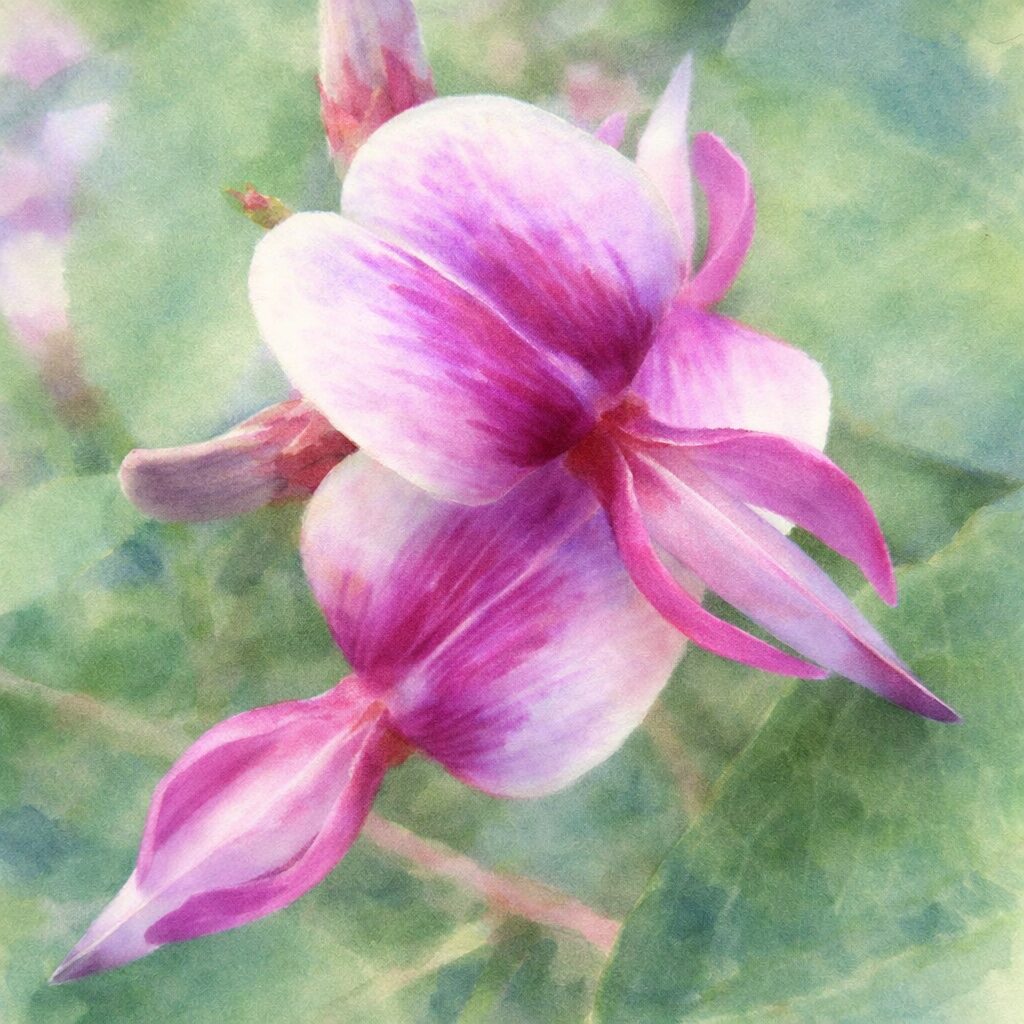 ヤマハギ（山萩）の花を描いた手描き水彩画風イラスト｜白と紫紅色がやさしくにじむ蝶形花をふんわりとした筆致で表現した絵画的な植物イラスト