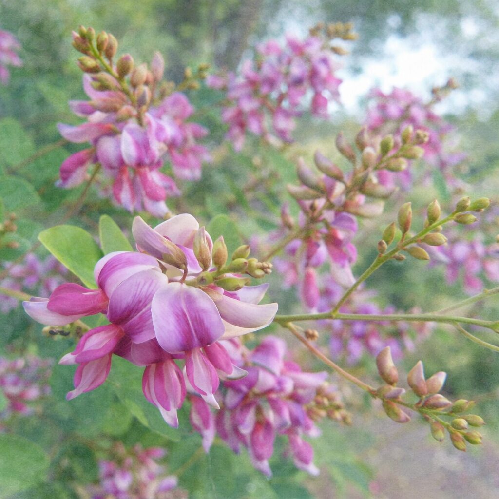 ヤマハギ（山萩）の花を描いた手描き水彩画風イラスト｜枝いっぱいに連なる蝶形花を、紫紅色と淡紅色がやさしくにじむふんわりとした質感で表現した絵画的な植物イラスト