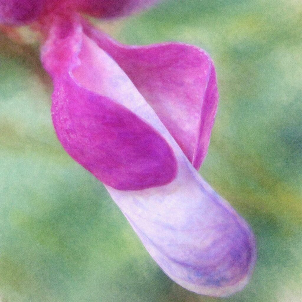 ヤマハギ（山萩）の花を描いた手描き水彩画風イラスト｜紫紅色と淡紫色がやさしくにじみ合う蝶形花一輪を、ふんわりとした筆致と柔らかな背景で表現した絵画的な植物イラスト