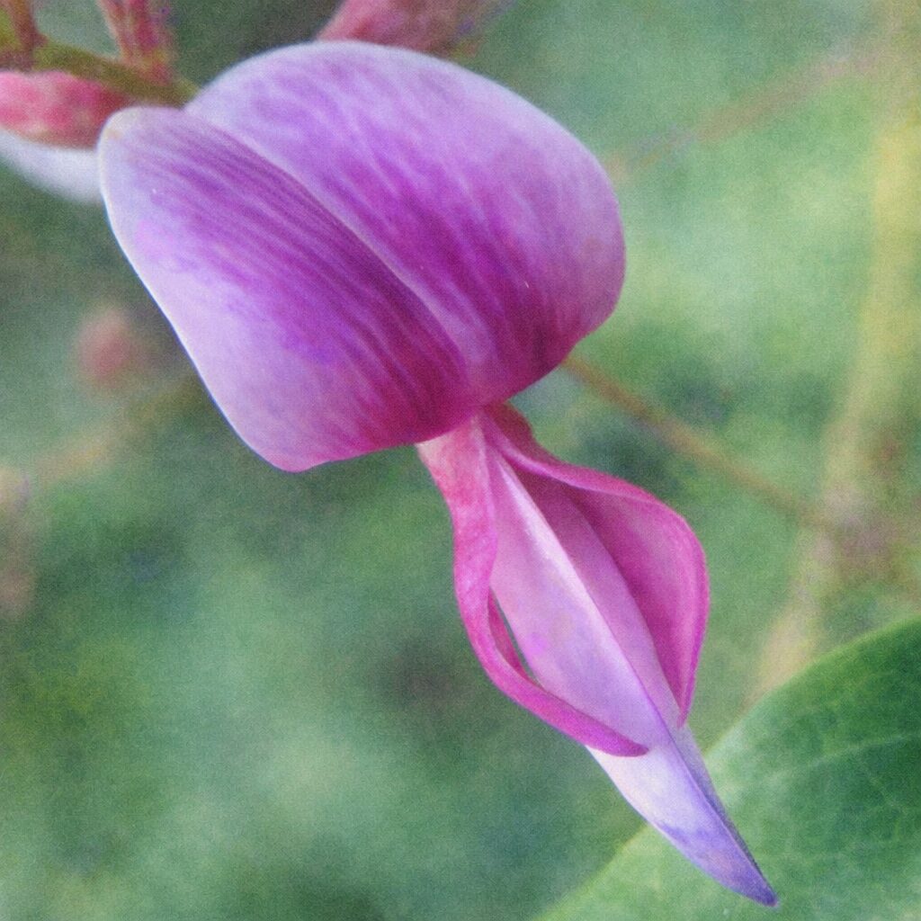 ヤマハギ（山萩）の花を描いた手描き水彩画風イラスト｜紫紅色と淡紫色がやさしく溶け合う蝶形花一輪を、ふんわりとした筆致と柔らかな背景で表現した絵画的な植物イラスト