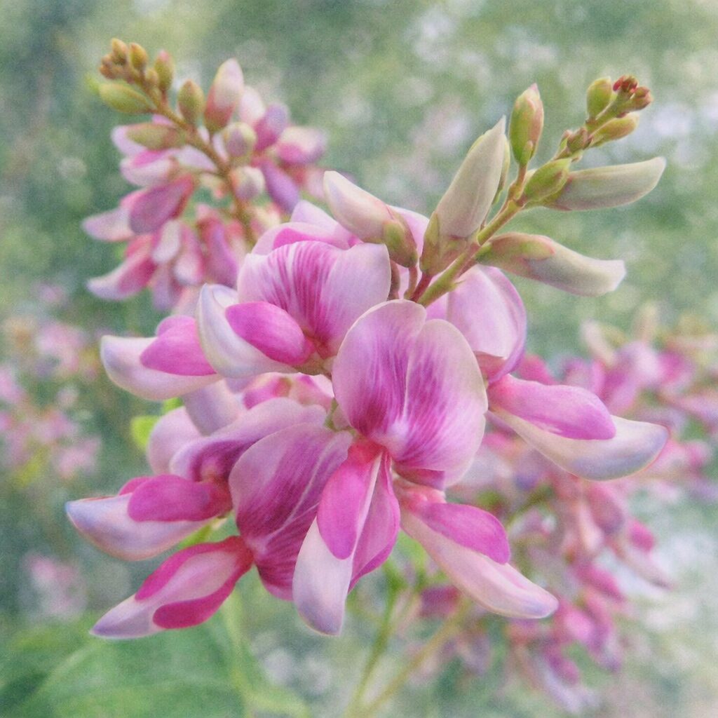 ヤマハギ（山萩）の花を描いた手描き水彩画風イラスト｜紫紅色と淡紅色がやさしく溶け合う蝶形花の房と蕾を、ふんわりとした筆致と柔らかな背景で表現した絵画的な植物イラスト