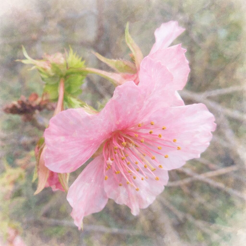 十月桜（ジュウガツザクラ）の花を斜め横向きの構図で、淡い桃色の花びらと繊細な雄しべをふんわりと描いた手描き水彩画風イラスト。絵画的で優しい質感の柔らかな背景。