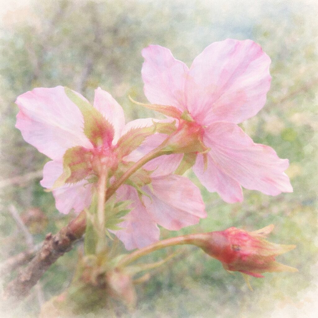 十月桜（ジュウガツザクラ）の花を背面から見た構図で、淡い桃色の花びらと萼、蕾を優しい質感でふんわり描いた手描き水彩画風イラスト。絵画的で柔らかな緑の背景。