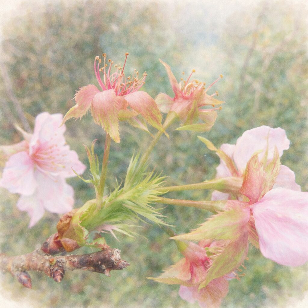 十月桜（ジュウガツザクラ）の枝に咲く数輪の花と蕾をモチーフに、淡い桃色と若草色を基調として優しい質感でふんわり描いた手描き水彩画風イラスト。絵画的で柔らかな自然背景。