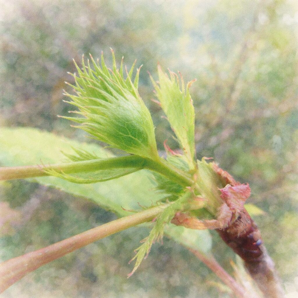 十月桜（ジュウガツザクラ）の芽吹いた若葉と新芽をモチーフに、黄緑色の繊細な葉の形や質感をやさしく表現した手描き水彩画風イラスト。ふんわりとした絵画的な背景。