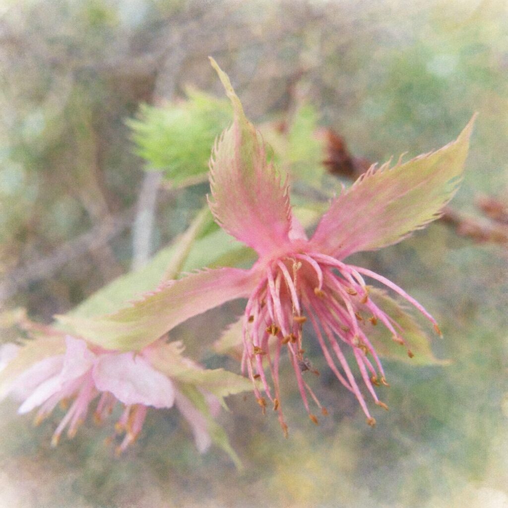 十月桜（ジュウガツザクラ）の花を背面から捉えた構図で、淡い桃色の萼と花びら、繊細に伸びる雄しべを優しい質感でふんわり描いた手描き水彩画風イラスト。柔らかく溶け合う自然背景。