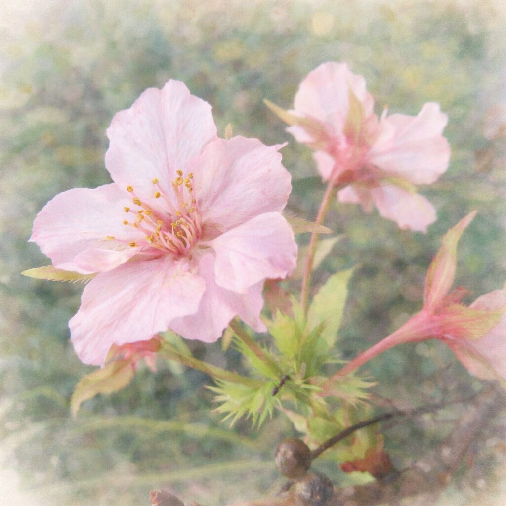 十月桜（ジュウガツザクラ）の花を主役に、淡い桃色の花びらと繊細な雄しべ、若葉を優しい質感でふんわり描いた手描き水彩画風イラスト。奥の花はぼかして奥行きを出した絵画的な背景。