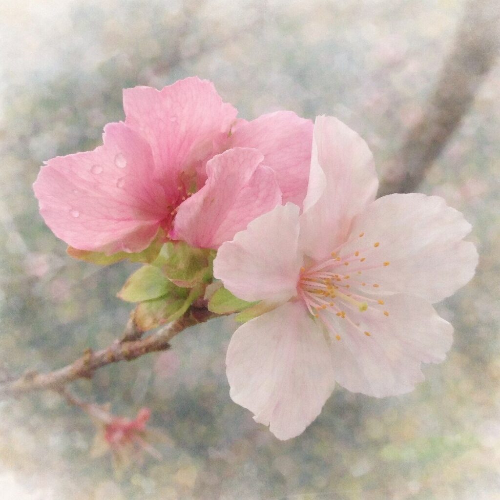 ジュウガツザクラの花をモチーフにした、優しい色合いの手描き水彩画風イラスト。淡いピンクの二輪の花と枝を正方形構図で描き、ふんわりとした柔らかな質感が伝わる作品。