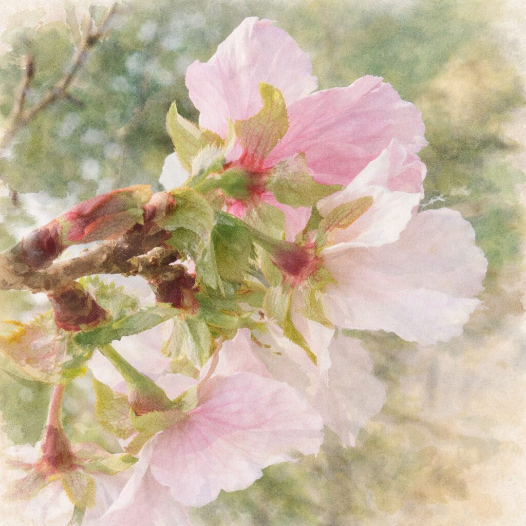 ジュウガツザクラ（十月桜）の花を下向きアングルの実写構図をもとに描いた、優しい質感の手描き水彩画風イラスト。淡いピンクと白の花弁、透け感のある緑の萼や花柄を丁寧に表現し、背景はふんわりとにじませた正方形構図。