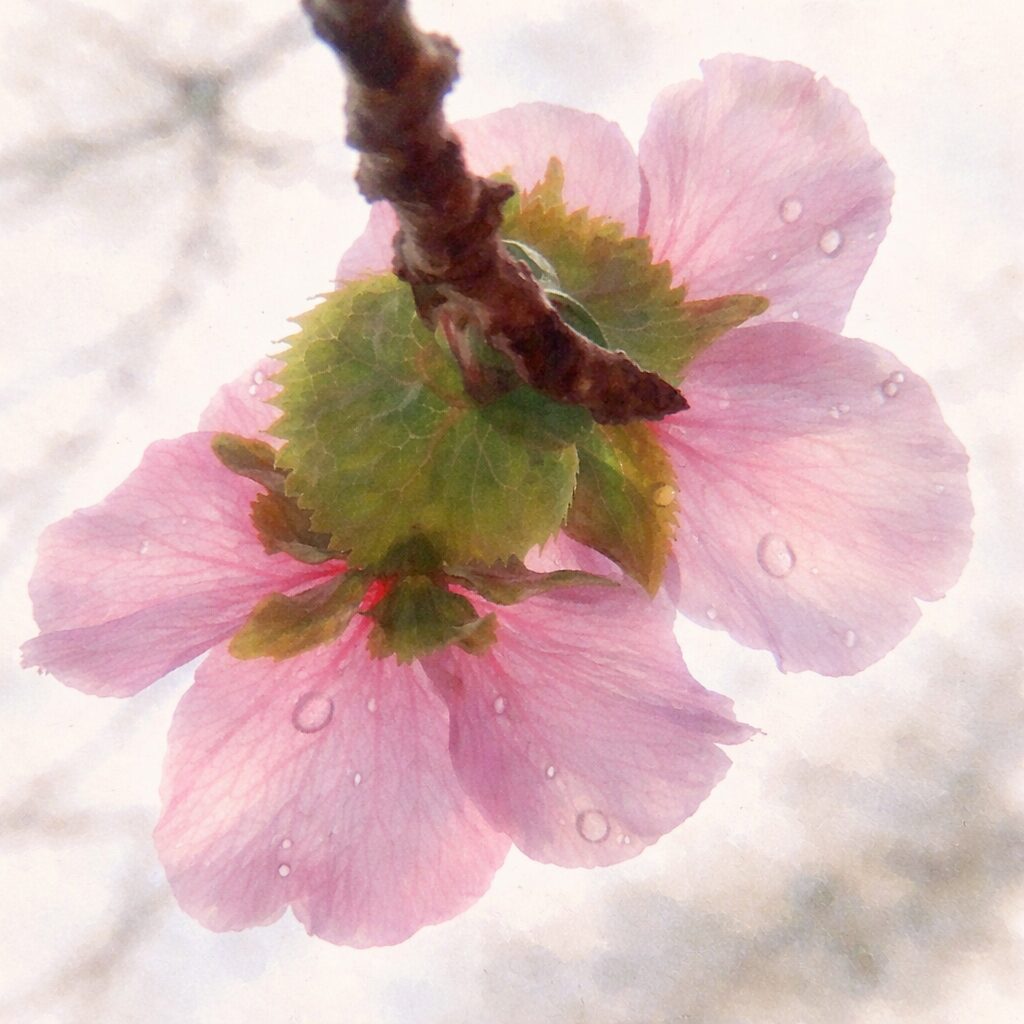 ジュウガツザクラ（十月桜）の花を下から見上げる実写構図をもとに描いた、優しい質感の手描き水彩画風イラスト。淡いピンクの花弁の透け感、緑の萼と水滴の表現を活かし、背景はふんわりとにじませた正方形構図。