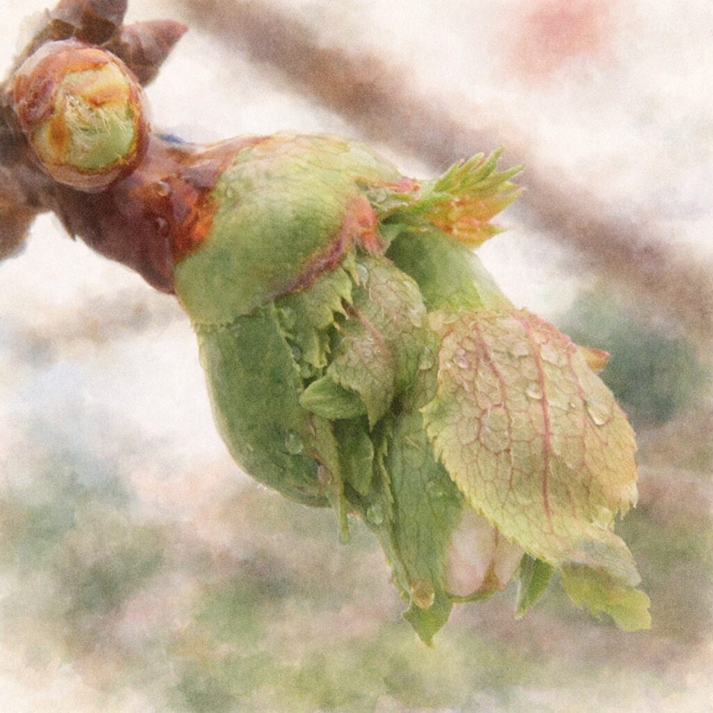 ジュウガツザクラ（十月桜）のつぼみと若葉を実写構図に忠実に描いた、優しい質感の手描き水彩画風イラスト。緑と淡い赤が混じる萼や幼葉の重なり、にじむ葉脈と水滴の透明感を表現し、背景はふんわりぼかした正方形構図。