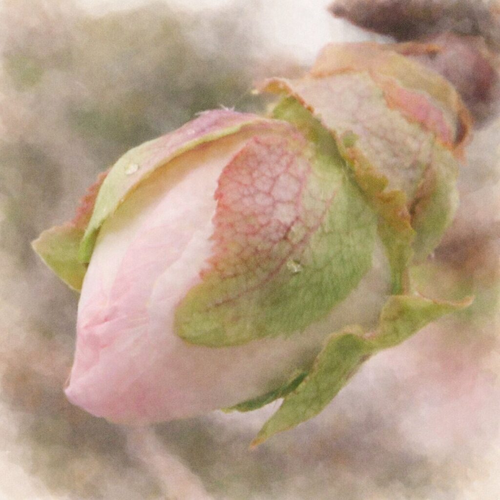 ジュウガツザクラ（十月桜）の花芽を実写構図に忠実に描いた、優しい質感の手描き水彩画風イラスト。淡いピンクのつぼみと緑から赤へにじむ萼や幼葉、透明感のある水滴をふんわり表現した正方形構図。