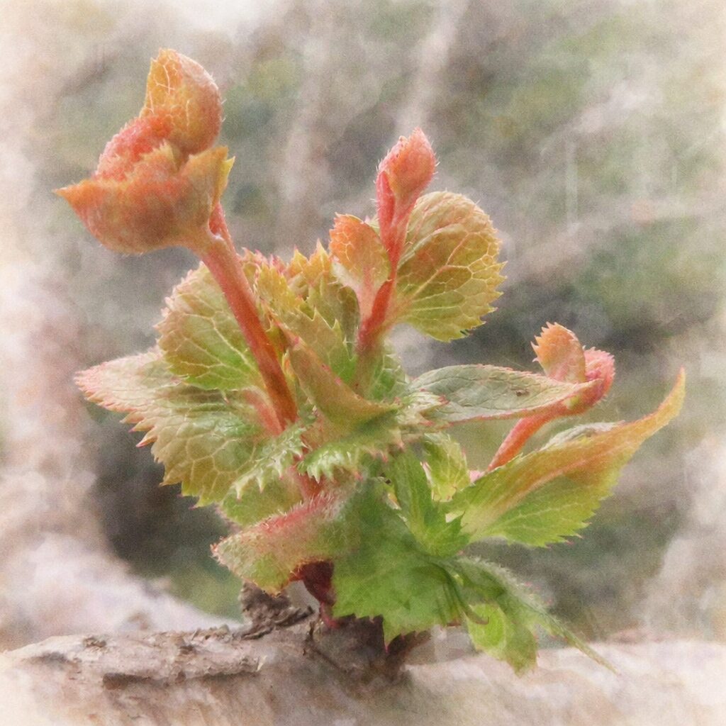 ジュウガツザクラ（十月桜）の若葉と花芽を実写構図に基づいて描いた、優しい質感の手描き水彩画風イラスト。黄緑から赤橙へと移ろう幼葉の色合いと芽吹きの立体感をふんわり表現し、背景をにじませた正方形構図。