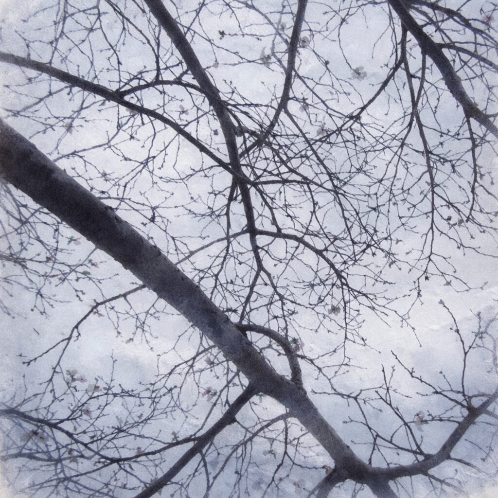 冬空を見上げる構図のジュウガツザクラ（十月桜）を、優しい質感で描いた手描き水彩画風イラスト。細い枝が網目状に広がり、控えめに咲く白い花を淡く表現し、背景はふんわりとにじませた正方形構図。