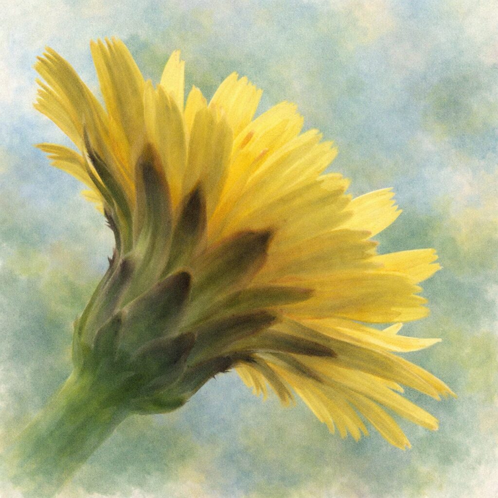 ブタナの花を裏側から横向き構図で描いた、優しい質感の手描き水彩画風イラスト。黄色い花弁と緑の総苞がふんわりとにじむように表現され、背景には淡い青緑が広がる、絵画的で柔らかな雰囲気の正方形ボタニカルアート。