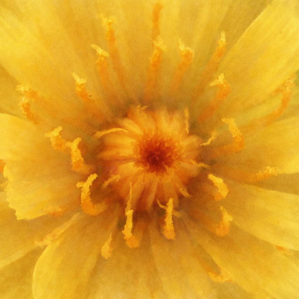 ブタナの花芯をクローズアップで描いた、優しい質感の手描き水彩画風イラスト。黄色から橙色へとにじむ花弁と中心部がふんわりと溶け合い、繊細で温かみのある印象に仕上げた正方形のボタニカルアート。