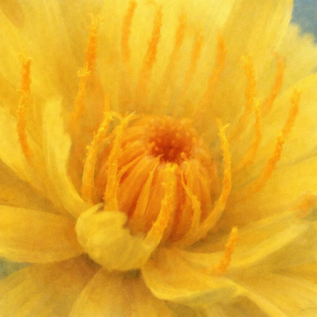 ブタナの花芯を大きくクローズアップして描いた、優しい質感の手描き水彩画風イラスト。黄色から橙色へとにじむ花弁と中心部がふんわり溶け合い、温かみと柔らかさを感じさせる正方形のボタニカルアート。