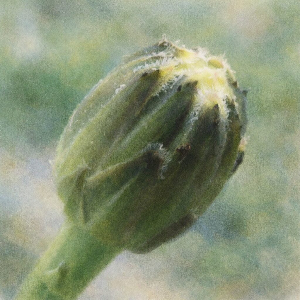 ブタナの蕾を描いた、優しい質感の手描き水彩画風イラスト。緑の総苞に包まれた花芽と、先端にのぞく淡い黄色がふんわりとにじみ、静かで繊細な雰囲気を表現した正方形のボタニカルアート。