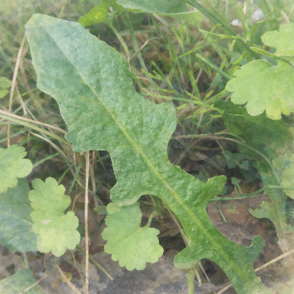 ブタナのロゼット葉を描いた、優しい質感の手描き水彩画風イラスト。中央の葉脈が通った緑の葉がふんわりとにじみ、周囲の草や地面は淡くぼかして表現した、自然で穏やかな雰囲気の正方形ボタニカルアート。