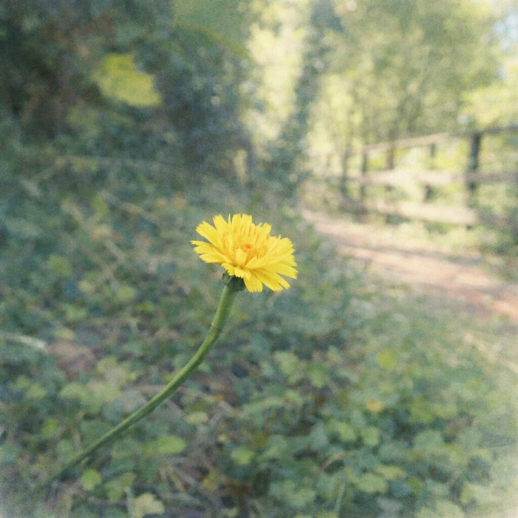 林の小道を背景に、一本の茎の先に咲くブタナの黄色い花を描いた、優しい質感の手描き水彩画風イラスト。主役の花はふんわりと際立ち、周囲の緑や小道は淡く溶けるように表現した、詩的で柔らかな雰囲気の正方形ボタニカルアート。