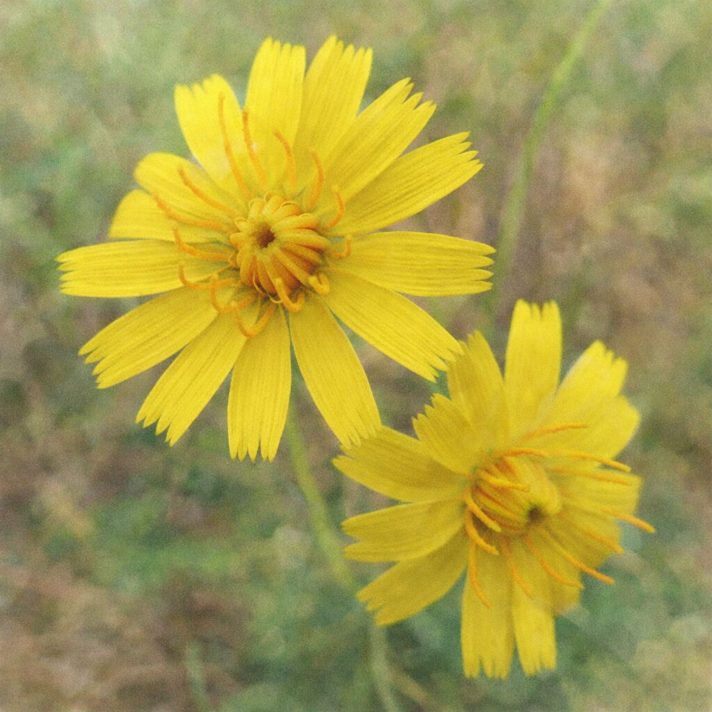 ブタナの花をモチーフにした、優しい質感の手描き水彩画風イラスト。鮮やかな黄色の花弁がふんわりとにじみながら放射状に広がり、中心部は柔らかな色調で表現された、絵画的で穏やかな雰囲気の正方形ボタニカルアート。