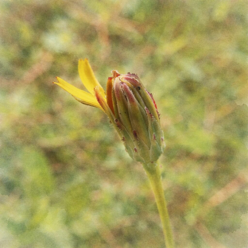 ブタナの蕾がほころび始める様子を描いた、優しい質感の手描き水彩画風イラスト。緑の総苞から黄色い花弁が静かに伸び出し、全体を淡いにじみで包んだ、繊細で詩的な雰囲気の正方形ボタニカルアート。