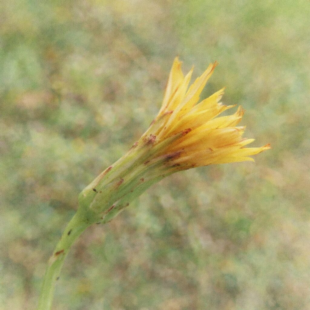 ブタナの蕾が開花へ向かう途中の姿を描いた、優しい質感の手描き水彩画風イラスト。緑の総苞から黄色い花弁がふんわりと伸び出し、全体を淡いにじみで包んだ、静かで繊細な雰囲気の正方形ボタニカルアート。