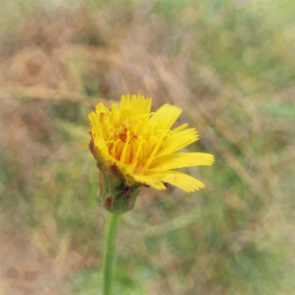 咲き始めたブタナの花を横向き構図で描いた、優しい質感の手描き水彩画風イラスト。黄色い花弁と中心の赤橙色がふんわりにじみ、背景の草地は淡く溶けるように表現した、穏やかで絵画的な正方形ボタニカルアート。