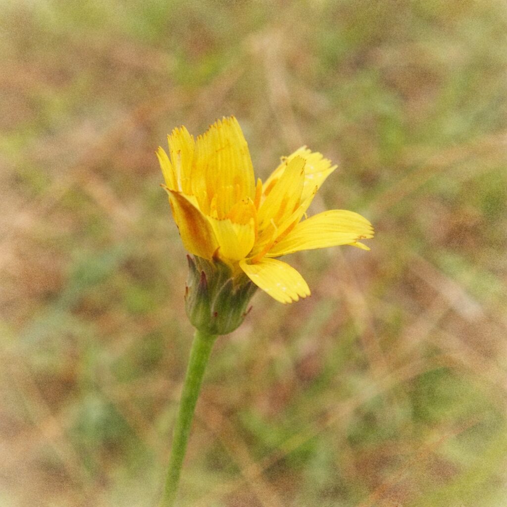 咲き始めのブタナをモチーフにした、優しい質感の手描き水彩画風イラスト。黄色い花弁がふんわりと重なり合い、中心部の暖色がやさしくにじむように描かれた、絵画的で穏やかな雰囲気の正方形ボタニカルアート。