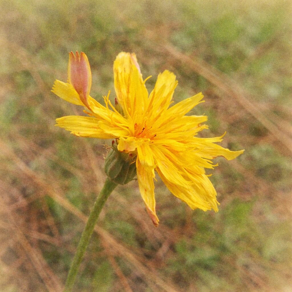 ブタナの花を斜め構図で描いた、優しい質感の手描き水彩画風イラスト。裂けた黄色の花弁がふんわりと重なり合い、蕾と花の動きが柔らかなにじみで表現された、絵画的な正方形ボタニカルアート。