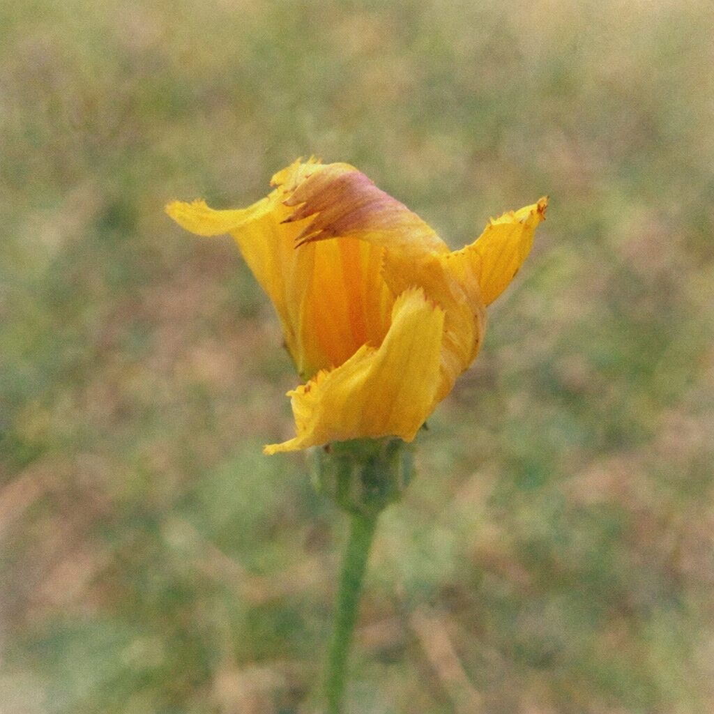 ブタナの花をモチーフにした手描き水彩画風イラスト｜半開きの黄色い花弁と柔らかな質感を描いた、ふんわり優しい雰囲気のボタニカルアート