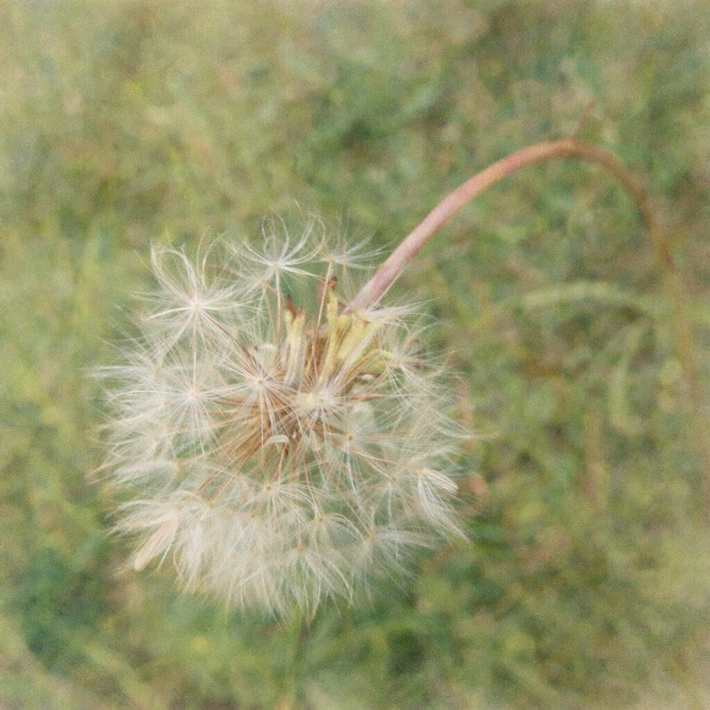 ブタナの綿毛を描いた、優しい質感の手描き水彩画風イラスト。白い冠毛がふんわり広がる様子を淡いにじみで表現し、柔らかく絵画的な正方形ボタニカルアート。