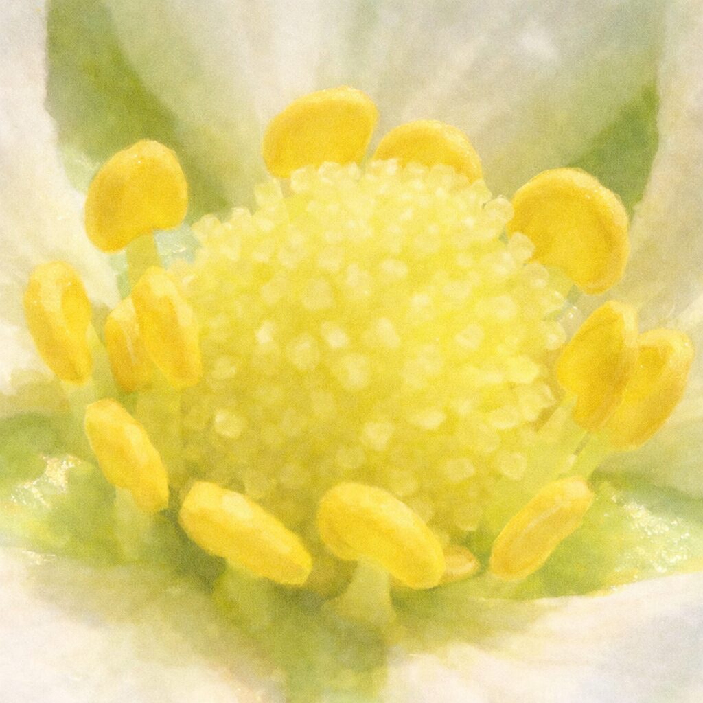 ワイルドストロベリーの花芯を写真に忠実な構図で描いた手描き水彩画風イラスト。粒状の黄色い雌しべと周囲の雄しべを中心に、白い花弁と淡い緑の背景がふんわりとにじむ正方形構図。