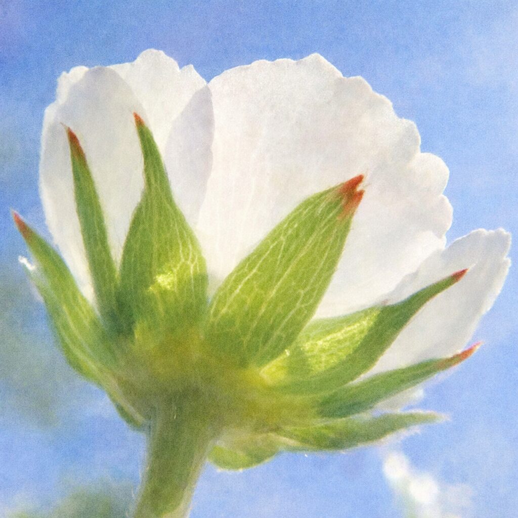 ワイルドストロベリーの花を下向きアングルで描いた、写真に忠実な手描き水彩画風イラスト。白い花弁の裏側と赤みのある萼を中心に、青空を思わせる淡い背景でふんわり表現した正方形構図。