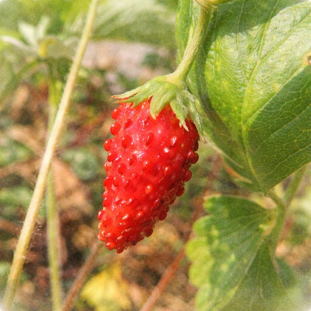 ワイルドストロベリーの赤い果実を写真に忠実な構図で描いた手描き水彩画風イラスト。粒状の種が並ぶ細長い実と緑の萼・葉を中心に、淡い背景でふんわり表現した正方形構図。