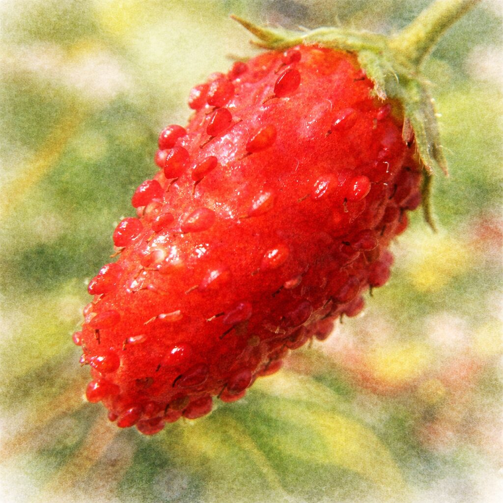 ワイルドストロベリーの赤い果実を写真に忠実な構図で描いた、優しい質感の手描き水彩画風イラスト。粒状の種が浮かぶ光沢のある実と緑の萼を中心に、淡い緑背景でふんわり表現した正方形構図。