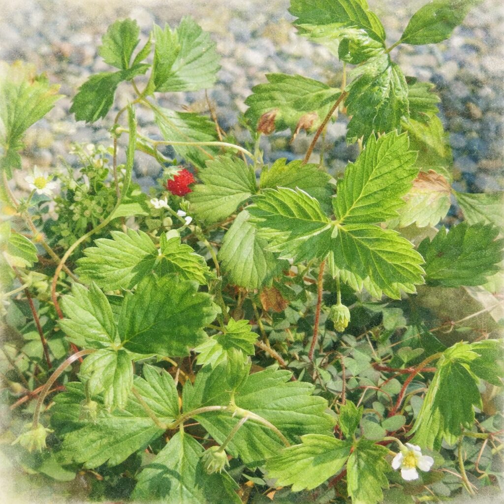 ワイルドストロベリーの群生を写真に忠実な構図で描いた、優しい質感の手描き水彩画風イラスト。鮮やかな緑の葉と白い花、赤い実を中心に、淡くにじむ背景でふんわり表現した正方形構図。