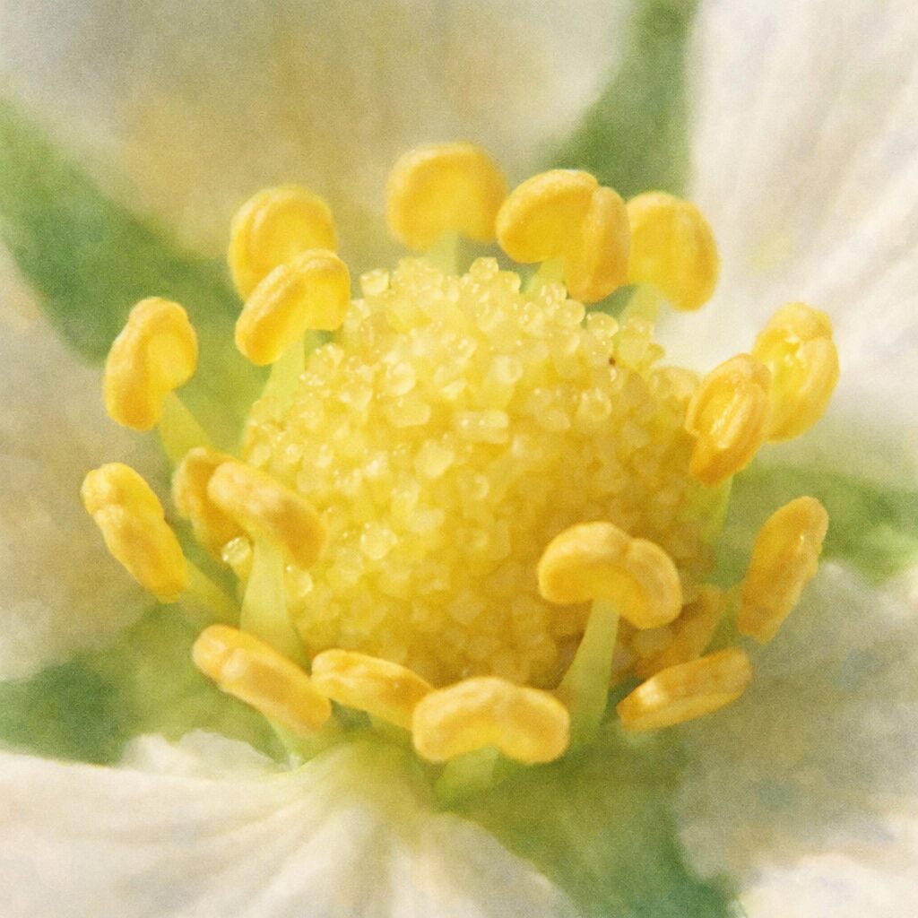 ワイルドストロベリーの花芯を写真に忠実な構図で描いた、優しい質感の手描き水彩画風イラスト。粒状の黄色い雌しべと周囲の雄しべを中心に、白い花弁と淡い緑背景がふんわりにじむ正方形構図。