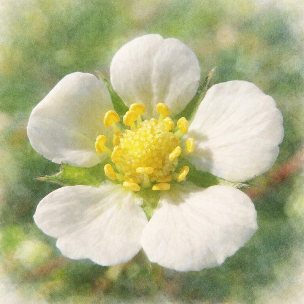 ワイルドストロベリーの白い花を写真に忠実な構図で描いた、優しい質感の手描き水彩画風イラスト。5枚の花弁と中央の黄色い花芯を主役に、淡い緑の背景がにじむように表現されたふんわりとした正方形構図。