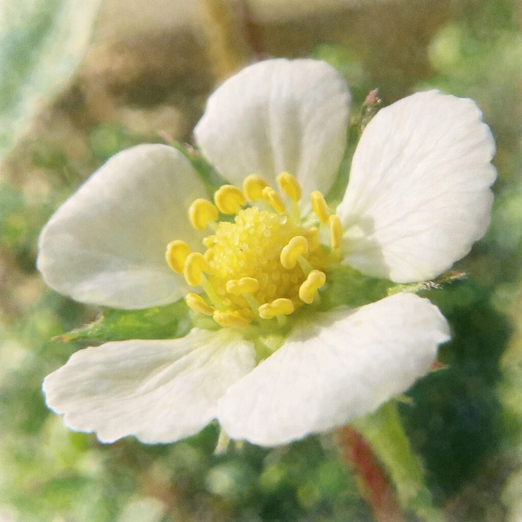 ワイルドストロベリーの花を写真に忠実な構図で描いた、ふんわりとした手描き水彩画風イラスト。重なりのある白い花弁と黄色い花芯を中心に、にじむ緑背景で優しい絵画的表現の正方形構図。