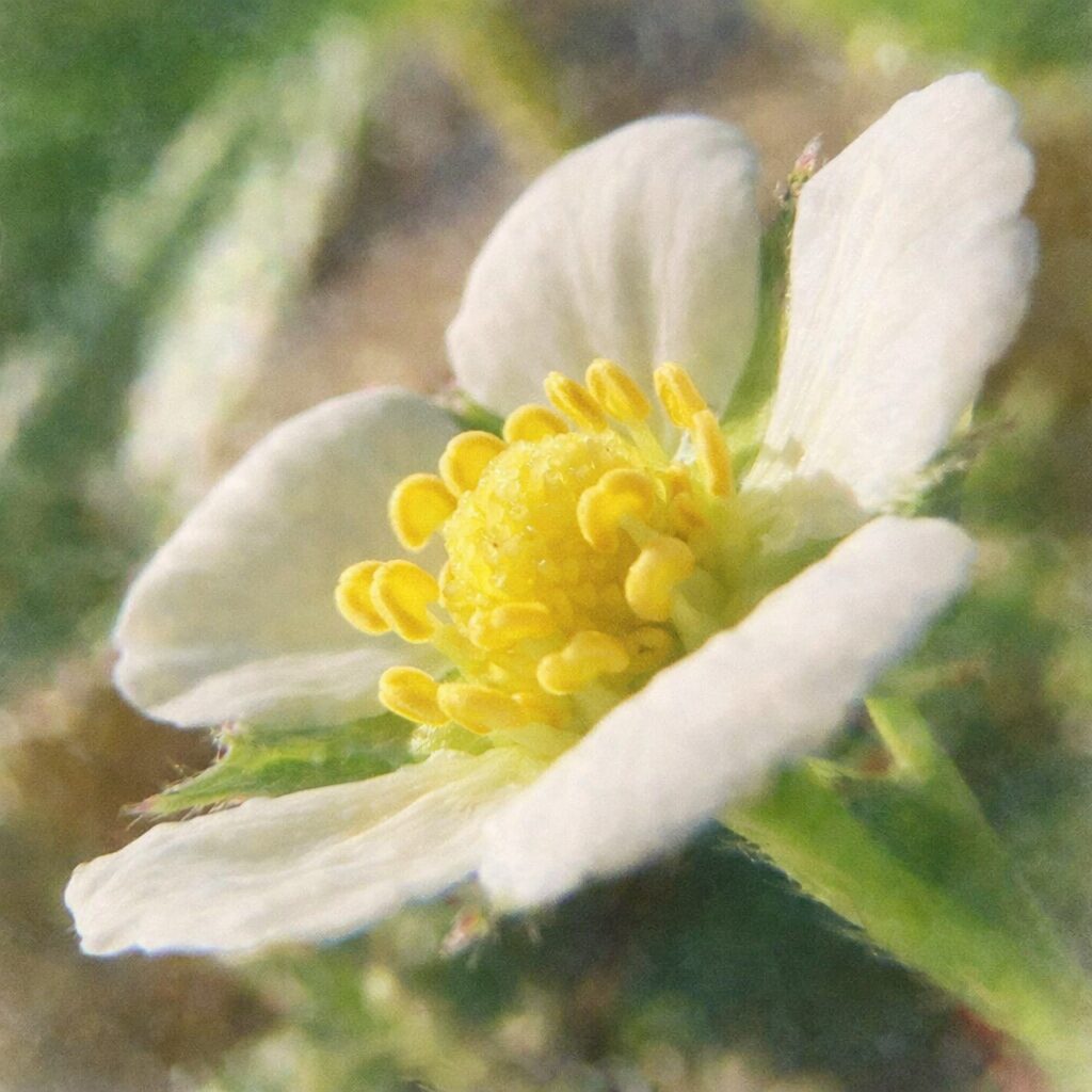 ワイルドストロベリーの花を横向き構図で描いた、優しい質感の手描き水彩画風イラスト。重なり合う白い花弁と黄色い花芯を主役に、淡くにじむ緑背景でふんわり表現した正方形構図。