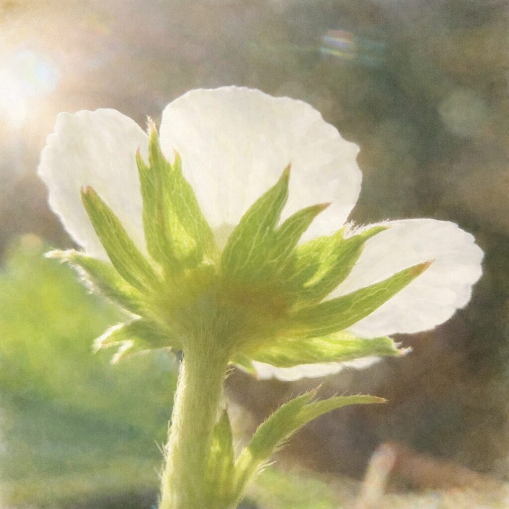 ワイルドストロベリーの花を下向きアングルで描いた、優しい質感の手描き水彩画風イラスト。白い花弁の裏側と緑の萼が光を透かして表現され、にじむ背景と柔らかな逆光が印象的な正方形構図。