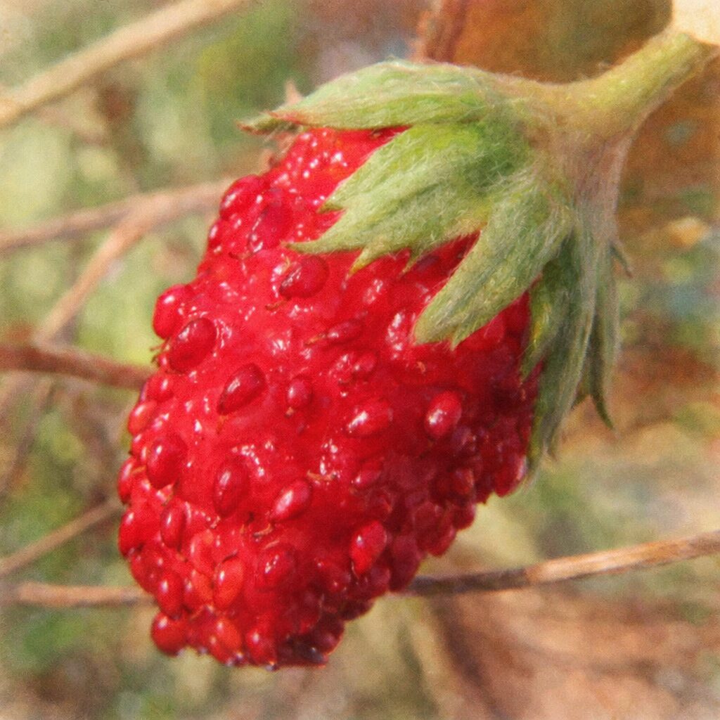 ワイルドストロベリーの果実を写真に忠実な構図で描いた、優しい質感のふんわりとした手描き水彩画風イラスト。赤い実と粒状の痩果、緑の萼を淡いにじみと柔らかな陰影で表現した正方形構図。