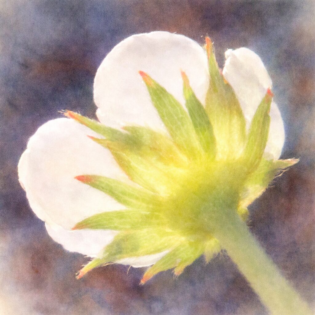 ワイルドストロベリーの花を裏側から描いた手描き水彩画イラスト。白い花弁の背面と黄緑色の萼をやさしいにじみと淡い色調で表現した野生イチゴのボタニカルアート。