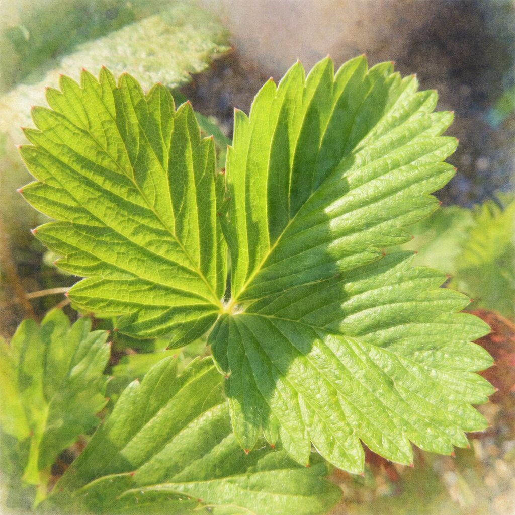 ワイルドストロベリーの葉を写真に忠実な構図で描いた、優しい質感の手描き水彩画風イラスト。三出複葉の形と葉脈を淡い緑のにじみで表現し、ふんわりとした印象に仕上げた正方形構図。