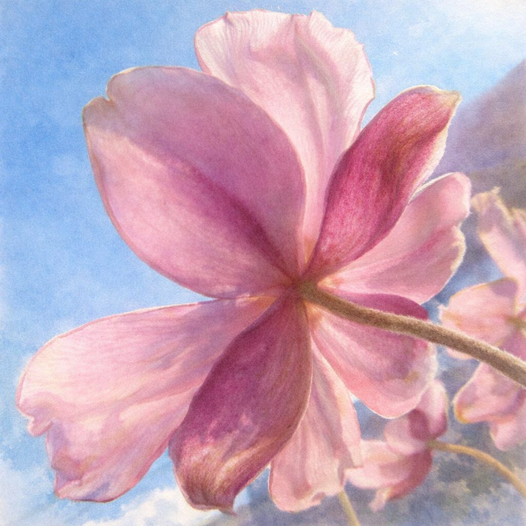 青空を背景に下から見上げたシュウメイギク（秋明菊）を描いた手描き水彩画風イラスト。逆光で透ける淡いピンクの花びらを、やさしいにじみと柔らかな筆致で表現した絵画的な作品。