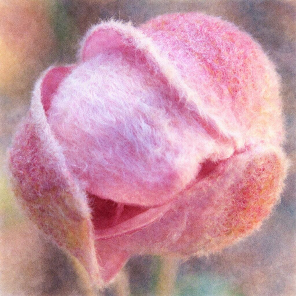 シュウメイギク（秋明菊）の蕾を描いた手描き水彩画風イラスト。産毛に包まれた淡いピンクの蕾がふんわりとにじむ質感で表現され、花が開く直前の繊細な雰囲気を描いた絵画的な一枚。