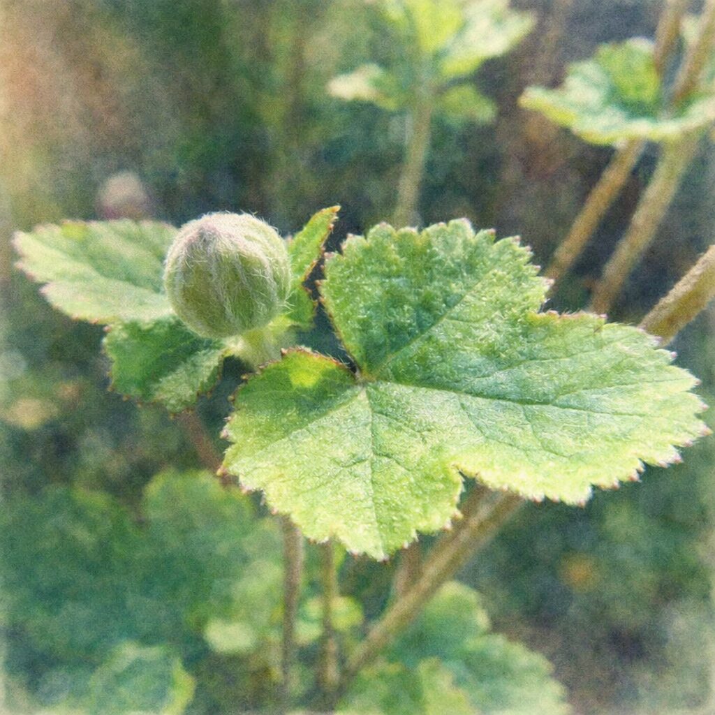 シュウメイギク（秋明菊）の蕾と若葉を描いた手描き水彩画風イラスト。産毛に包まれた蕾と瑞々しい緑の葉を、ふんわりとしたにじみと優しい質感で表現した絵画的な一枚。