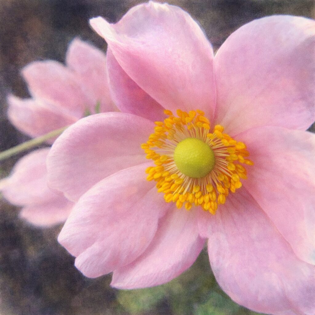 シュウメイギク（秋明菊）の花を大きく描いた手描き水彩画風イラスト。やわらかなピンクの花びらと中央の黄色い雄しべを、ふんわりとしたにじみと優しい質感で表現した絵画的な一輪。