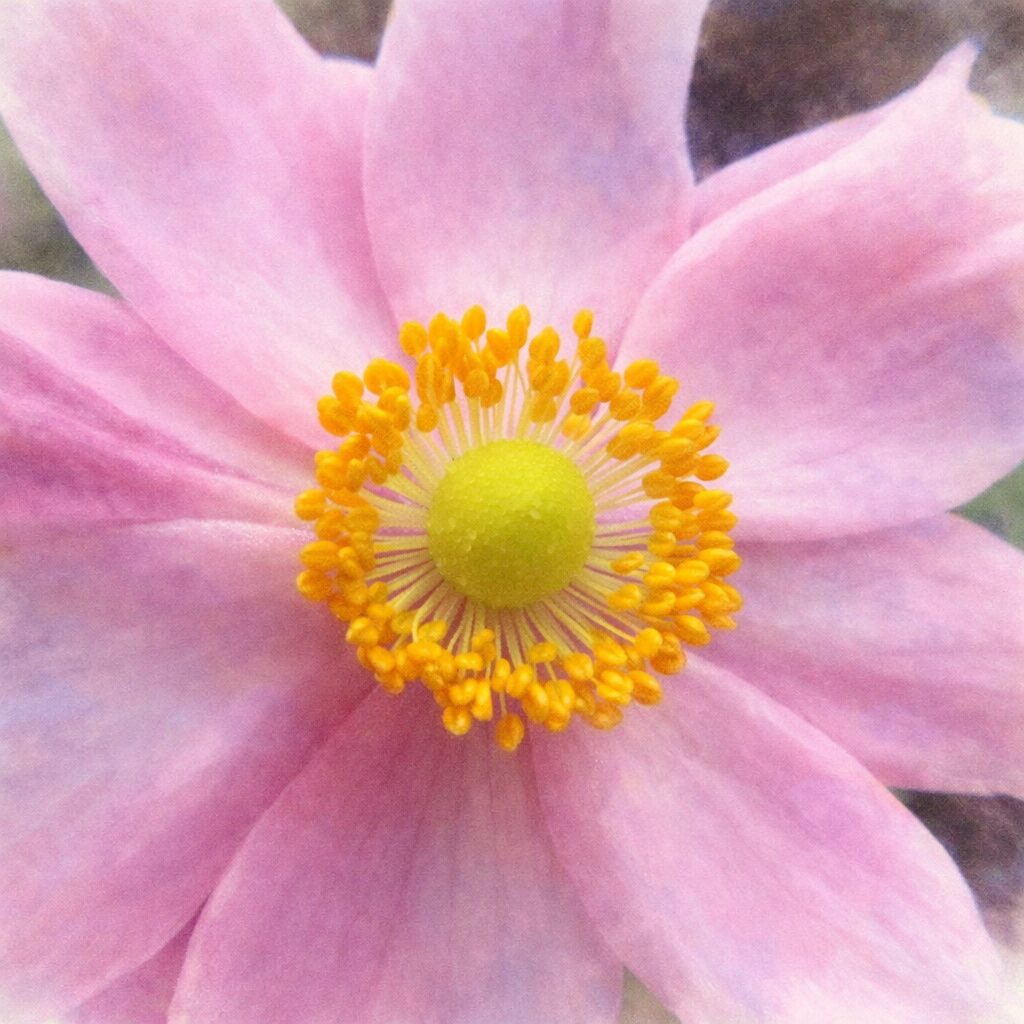 シュウメイギク（秋明菊）の花を正面構図で描いた手描き水彩画風イラスト。淡いピンクの花びらと中央の黄緑色の雌しべ、黄色い雄しべを、ふんわりとしたにじみと優しい質感で表現した絵画的な一輪。